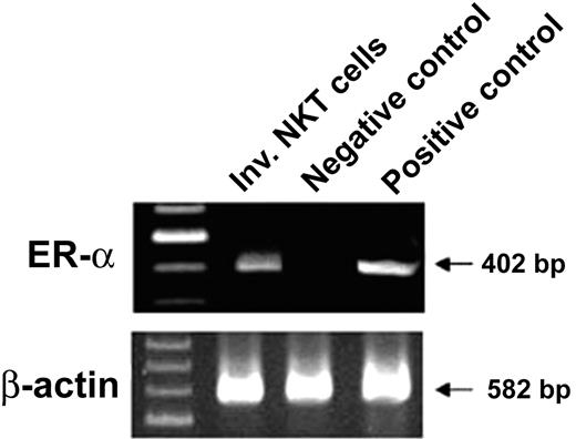 Figure 4. iNKT cells express estrogen receptor-α (ER-α) mRNA. Liver mononuclear cells were isolated from 8-week-old female mice, and αβ-TCR+ CD1d/α-GalCer-tetramer+ (iNKT cells) cells were sorted using a FACS Vantage sorter. Purity was more than 98% after reanalysis. Total cellular RNA was extracted and subjected to RT-PCR using specific primers for ER-α (40 cycles) and β-actin (30 cycles). RNAs from uterine extracts of C57BL/6 wild-type and ER-α-/- mice were used as positive and negative controls, respectively. bp indicates base pair.