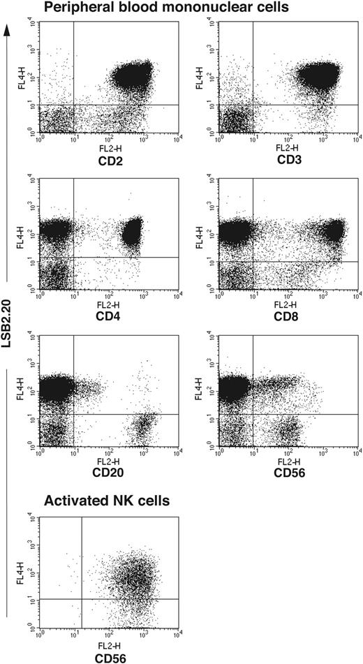 Figure 2. Expression of SIRPβ2 in peripheral blood and activated NK cells. SIRPβ2 is expressed on CD4+ T cells, CD8+ T cells, and a few CD20+ B cells. Notably, SIRPβ2 is expressed on a subset of CD56dim cells, which express CD3 and correspond to NKT cells (data not shown), but not on CD56dim resting NK cells. SIRPβ2 is also expressed on CD56bright cells, which do not express CD3 and correspond to an NK cell subset. PBMCs and activated NK cells were stained with antibodies against CD2, CD3, CD8, CD4, CD20, CD56 (all mouse IgG2a or IgG2b), and SIRPβ2 (mouse IgG1) followed by PE- and biotin-labeled goat antimouse IgG2a/b and IgG1 antibodies, respectively, and streptavidin-allophycocyanin. NK cells were activated in vitro with IL-2, PHA, and feeder cells and stained with anti-SIRPβ2 mAb.