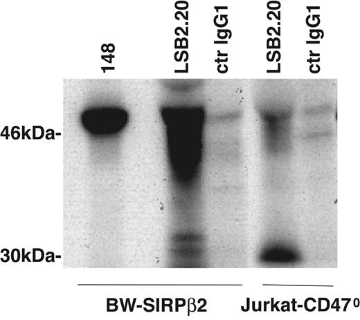 Figure 4. Differential biochemical features of SIRPβ2 detected by mAbs LSB2.20 and 148. LSB2.20 immunoprecipitates from BW-SIRPβ2 transfectants and Jurkat-CD470 reveal a broad cluster of approximately 45- to 50-kDa proteins, which may correspond to differentially glycosylated isoforms of SIRPβ2. Moreover, LSB2.20 immunoprecipitates include a 30-kDa protein, which may correspond to the alternatively spliced form of SIRPβ2, which lacks the membrane-proximal immunoglobulin domain and contains only one site for N-linked glycosylation (NCBI accession nos. AY748247 and AY748248). In contrast, the 148 immunoprecipitate from BW-SIRPβ2 cells reveals only a 50-kDa protein.