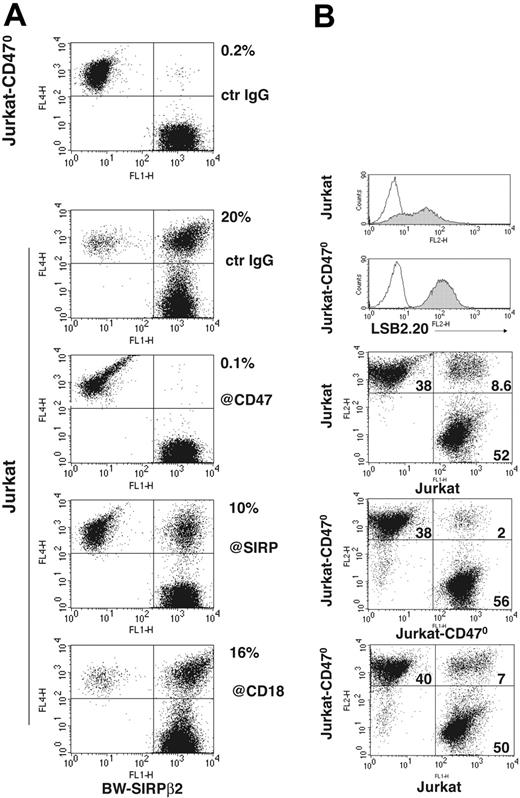 Figure 6. Conjugate formation between cells expressing SIRPβ2 and CD47. (A) BW-SIRPβ2 transfectants make conjugates with Jurkat but not with Jurkat-CD470. Conjugation is partially blocked by anti-CD47 and anti-SIRP antibodies, whereas no significant inhibition is observed with an antibody against CD18 (β2 integrin). Percentages of conjugates are indicated next to the upper right quadrants. BW-SIRPβ2 was labeled with CFSE. Jurkat and Jurkat-CD470 were stained with anti-CD45-allophycocyanin. (B) The frequency of conjugation between Jurkat alone (top panel), Jurkat and JurkatCD470 (bottom panel), and Jurkat-CD470 alone (middle panel). Jurkat-CD470 forms fewer conjugates with itself than when mixed with Jurkat, and fewer than Jurkat forms with itself. Jurkat and Jurkat-CD470 were stained with Vibrant and CFSE before conjugation. Notably, Jurkat-CD470 cells express higher levels of SIRPβ2 than Jurkat cells (top histograms, gray profiles). This high expression of SIRPβ2 may allow Jurkat-CD470 cells to form as many conjugates with Jurkat cells as Jurkat forms with itself.