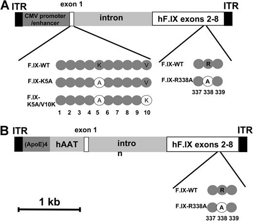 Figure 1. Vector design. (A) Skeletal muscle-directed gene transfer: The expression cassette contains the CMV enhancer/promoter, the simian virus 40 (SV40) polyadenylation signal, and is flanked by the AAV-2 inverted terminal repeats (ITRs). The human transgene contains cDNA of exon 1 from the human F.IX gene as WT or variants (K5A or K5A/V10K) interrupted by a 1.4-kb fragment of F.IX intron I, and exons 2 to 8 of the F.IX-WT or variant (R338A). The substitutions introduced in the mature F.IX sequence are indicated. (B) Liver-directed gene transfer: The expression cassette contains the human α1-antitrypsin promoter coupled to the human apolipoprotein E enhancer, exon 1 from the human F.IX gene, a truncated human F.IX intron 1, exons 2 to 8 of the F.IX gene WT or variant (R338A), and the bovine growth hormone polyadenylation signal sequence. The expression cassette is flanked by ITRs derived from AAV type 2.