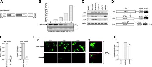 Figure 1. Lentiviral short hairpin RNA (shRNA) to knock-down KSHV latent genes. (A) The lentiviral construct used for shRNA production. cPPT, central polypurine tract; SFFV, spleen focus forming virus promoter; PAC, puromycin N-acetyltransferase gene; WPRE, woodchuck hepatitis virus post-transcriptional regulatory element; LTR, long terminal repeat. (B) Graph showing the correlation between MOI measured in 293t IU (293t cell infectious units) per cell, the number of lentiviral inserts per cell determined by TaqMan qPCR for the lentiviral packaging sequence, and the knockdown of LANA expression compared to β-actin control shown by Western blot. (C) Western blot panel for KSHV latent genes (gene name on left side) in BC-3 cells 7 days (sh-vFLIP and sh-vcyclin) or 14 days (sh-LANA) after infection with short hairpin (top label indicate hairpin target). vFLIP and vcyclin expression is simultaneously inhibited when either gene is targeted. (D) Hypothetical representation of the polycistronic nature of the mRNA species of the oncogenic cluster (adapted from Guasparri et al40 and Talbot et al65 and findings from RNAi knock-down results). (E) TaqMan qRT-PCR of BC-3 cells 96 hours after infection with a short hairpin showing decrease in the relative abundance of the mRNA species responsible for LANA and vcyclin production when infected with an appropriate inhibitor. (Fi) IFA for LANA (images at 600 × magnification) in BC-3, JSC-1, and HBL-6 cells shows that 10 days after infection with sh-LANA, the majority of cells lose characteristic nuclear stippling indicative of LANA expression. (Fii) Higher magnification (800 × top, 200 × bottom) of BC-3 cell expressing LANA despite presence of knock-down. (G) TaqMan qPCR for the lentiviral packaging signal shows that BC-3 cells positive for LANA (sorted for LANA-FITC) contain comparable levels of the sh-LANA construct to unsorted infected BC-3 cells. Error bars represent the standard error of the mean.