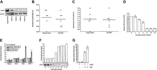 Figure 2. Targeting LANA with shRNA. (A) Western blot shows that after infection with sh-LANA, knock-down remains stable in BC-3 cells in puromycin selection for at least 6 months. (B) MTT assay for cell proliferation showing no significant difference between empty vector and sh-LANA cells 6 months after infection. The horizontal bar indicates the mean value. (C) BrdU assay showing no significant difference in 5-bromo-2′-deoxyuridine uptake between empty vector and sh-LANA cells 6 months after infection. The horizontal bar indicates the mean value. (D) qPCR for LANA DNA as a representation of KSHV DNA copy number shows that KSHV copy number gradually decreases in BC-3 cells until it reaches a plateau. (E) Graph of cell doubling time in KSHV negative B-cell (Ramos) and KSHV-positive PEL cell lines (BC-3, JSC-1, and BCP-1), 2 or 7 days after infection with empty vector (▦, day 2; ▩ , day 7) or with sh-LANA (▨, day 2; ▧, day 7). □ represents untreated cells. LANA knock-down has different effects on different lines. (F) Graph shows effect of increasing MOI (in 293t IU/cell) with sh-LANA on doubling time of JSC-1 cells 10 days after infection. Western blot shows LANA levels in these cells. (G) qRT-PCR for ORF50 (Rta) mRNA as an indicator of activation of lytic replication in JSC-1 cells before and after infection with sh-LANA and with or without the addition of TPA to induce lytic replication. Error bars represent the standard error of the mean.