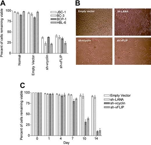 Figure 3. Knockdown of vcyclin and vFLIP in PEL cells. (A) Graph shows the percent of PEL cells remaining viable as determined by FACS analysis for annexin V-FITC 10 days after infection with sh-vcyclin or sh-vFLIP. □ indicates JSC-1 cells; ▦, BC-3; ▩ , BCP-1; and ▨, HBL-6. (B) Light microscopy (magnification 100 ×) of BC-3 cells 10 days after infection with sh-LANA, sh-vcyclin, or sh-vFLIP shows extensive cell loss with vcyclin or vFLIP knockdown. (C) Graph shows percent of BC-3 cells remaining viable as determined by FACS analysis for annexin V-FITC at timepoints after infection with sh-LANA (▦), sh-vcyclin ( ▩ ), or sh-vFLIP (▨)atanMOI of 10 293t IU/cell. Error bars indicate the standard error of the mean.