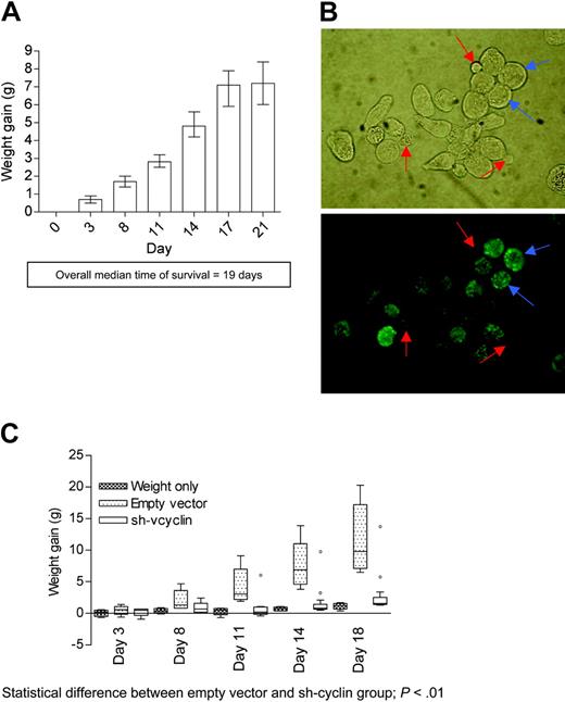 Figure 4. In vivo model for PEL. (A) Graph of weight gain of a group of 10 mice over the course of 21 days after intraperitoneal inoculation with 1 × 107 JSC-1 cells. (B) LANA IFA of ascitic fluid drained from mice 14 days after inoculation with JSC-1 cells. LANA-positive cells (blue arrow) show typical nuclear stippling and indicate reliable development of appropriate ascites, while the presence of small cells (red arrows), which stain negative for LANA, are murine cells in the ascitic tap. (C) Graph shows the weight gain of 3 groups of 6 mice each: weight-only control group ( ▩ ), IP co-injection with 1 × 107 JSC-1 cells, and 1 × 108 293t IU of empty vector (▦) or sh-vcyclin (□). Outliers marked on the sh-vcyclin group represent 2 treated mice that developed ascites despite administration of sh-vcyclin. Outliers were included in all statistical analyses. Error bars indicate the standard error of the mean.
