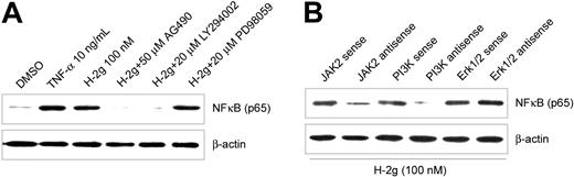 Figure 3. H-2g–induced NFκB activation in HMVECs is inhibited by JAK2 and PI3 kinase inhibitors, and antisense ODNs directed against JAK2 and PI3K. HMVECs were stimulated with H-2g (100 nM) for 15 minutes. (A) In the inhibition study, HMVECs were pretreated with AG490 (50 μM), LY294002 (20 μM), or PD98059 (20 μM) for 2 hours before stimulation with H-2g, and inhibitors were also present during the stimulation with H-2g. AG490 and LY294002 inhibited H-2g–induced EC NFκB while PD98059 had no effect. (B) Transient transfection of HMVECs with sense and antisense ODNs to JAK2, PI3K, and Erk1/2 confirmed the results obtained using chemical inhibitors: JAK2 and PI3K antisense ODNs inhibited H-2g–induced EC NFκB. Results are representative of 4 independent experiments.