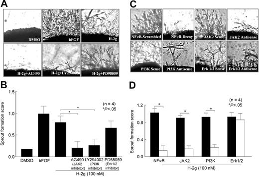 Figure 5. H-2g–induced rat aortic ring angiogenesis in vitro is inhibited by inhibitors of JAK2 and PI3 kinase. Rat aortic rings were placed on a Matrigel drop in 48-well plates and covered with an additional drop of Matrigel. Serum-free EGM medium (400 μL) with various concentrations of H-2g was added to each well. bFGF (10 nM) was used as a positive control. (A) H-2g (100 nM) induced rat aortic ring sprouting.AG490, a JAK2 inhibitor, and LY294002, a PI3K inhibitor, inhibited this sprouting. (B) Quantitatively, JAK2 blocking resulted in 94% inhibition of EC sprouting, whereas PI3K inhibition resulted in 82% inhibition. (C) We incorporated antisense and sense ODNs (10 μg/mL) in the Matrigel, and in the media throughout the experiments. Consistent with the chemical inhibitor effect, JAK2 and PI3K antisense ODNs inhibited microvessel sprouting, as did NFκB decoy ODNs. (D) Quantitatively, NFκB decoy ODN transfection resulted in 87% inhibition, compared with scrambled NFκB ODN; JAK2 antisense ODN transfection resulted in 78% inhibition compared with JAK2 sense ODN; and PI3K antisense ODN transfection resulted in 76% inhibition compared with PI3K sense ODN (decoy or antisense ODN transfection, □; scrambled or sense ODN transfection, ▪). Results represent 4 independent experiments. Results are expressed as the mean number of sprouting plus or minus SEM from 4 independent experiments. *Represents a significant difference (P < .05) between the respective groups. The pictures were taken with a Nikon Coolpix 4500 camera (Nikon, Tokyo, Japan) and an Olympus CK40 microscope (Olympus, Melville, NY), objective × 40/0.55 numerical aperture. Photoshop 5.5 (Adobe, San Jose, CA) was then used to process the images.