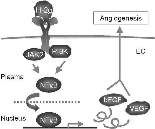 Figure 7. Proposed mechanism of action of H-2g signaling in endothelial cells (ECs).