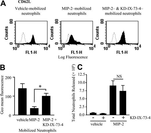 Figure 2. Effect of inhibiting l-selectin sheddase on neutrophil mobilization from the bone marrow. The rat femoral bone marrow was perfused as before for a total of 100 minutes. At t = 10 minutes the bone marrow was infused with KD-IX-73-4 (50 μg/mL) or vehicle for 5 minutes, followed by a 10-minute infusion of vehicle or MIP-2 (1 nM). (A) Expression of l-selectin on neutrophils mobilized in response to vehicle or MIP-2 in the presence or absence of KD-IX-73-4 is shown by the solid histograms. Binding of an isotype-matched control mAb is shown by the dotted line. Histograms are representative of n = 3 to 7 separate perfusions with staining performed in triplicate. (B) Combined results are expressed as the mean of the specific geomeans ± SEMs. *P < .05. (C) The total number of neutrophils released during the 100-minute perfusion in the presence and absence of KD-IX-73-4 in response to vehicle or MIP-2, mean ± SEM (n = 4-7 separate perfusions). NS indicates not significant.