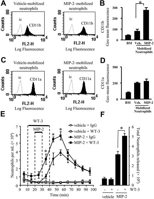 Figure 3. Effect of CD18 blocking mAb on neutrophil mobilization stimulated by MIP-2. (A-D) Cell surface expression of CD11b and CD11a was determined on neutrophils from a nonperfused bone marrow (BM) and those mobilized from the femoral bone marrow in response to a 10-minute infusion of vehicle (Veh.) or MIP-2 (1 nM) using the in situ perfusion system. (A,C) Expression of CD11b and CD11a is shown by the solid histogram, and binding of the isotype-matched control mAb (ic) is shown by the dotted line. Histograms are representative of n = 3 to 7 separate perfusions with staining performed in triplicate. (B,D) Combined results are expressed as the mean of the specific geomeans ± SEMs. (E,F) Using the in situ perfusion system the rat femoral bone marrow was infused with anti-CD18 mAb, WT-3 (10 μg/mL), or an isotype-matched control mAb (10 μg/mL) for 30 minutes, MIP-2 (1 nM) or vehicle were infused for 10 minutes, as indicated by the solid bars. (E) The kinetics of neutrophil mobilization (○, vehicle + IgG; □, vehicle + WT-3; •, MIP-2 + IgG; ▪, MIP-2 + WT-3) and (F) the total number of neutrophils mobilized, mean ± SEM (n = 4 separate perfusions). *P < .05 for all panels.