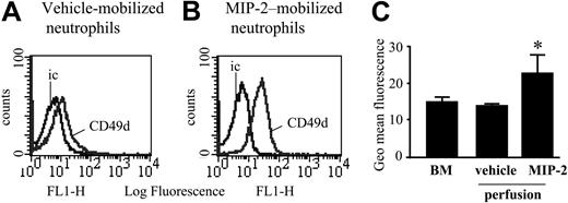 Figure 4. CD49d levels on blood, bone marrow, and MIP-2–mobilized neutrophils. Cell surface expression of CD49d on neutrophils from a nonperfused bone marrow, and those mobilized from the perfused femoral bone marrow following a 10-minute infusion of either vehicle or MIP-2 (1 nM). (A-B) Expression of CD49d and the isotype-matched control mAb (ic) is shown. Histograms are representative of n = 3 to 5 separate perfusions with staining performed in triplicate. (C) Combined results are expressed as the mean of the specific geomeans ± SEM (n = 3-5 separate rats or perfusions). *P < .05.