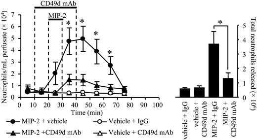 Figure 5. Effect of anti-CD49d mAb on neutrophil mobilization stimulated by MIP-2. Using the in situ perfusion system of the rat femoral bone marrow, anti-CD49d mAb, Max68P, (10 μg/mL) or an isotype-matched control mAb (10 μg/mL) was infused for a total of 30 minutes, and MIP-2 (1 nM) or vehicle (PBS/0/1% BSA) was infused for 10 minutes, as indicated by the solid bars. (Left) The kinetics of neutrophil mobilization (•, MIP-2 + vehicle; ▴, MIP-2 + anti-CD49d mAb; ○, vehicle + IgG; ▵, vehicle + CD49d mAb) and (right) the total number of neutrophils mobilized are shown on the right-hand axis, mean ± SEM (n = 5 separate perfusions). *P < .05.