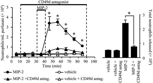 Figure 6. Effect of a CD49d antagonist on neutrophil mobilization stimulated by MIP-2. Using the in situ perfusion system of the rat femoral bone marrow, the CD49d antagonist CT5627 (200 nM) or vehicle was infused for a total of 80 minutes, and MIP-2 (1 nM) or vehicle (PBS/0/1% BSA) was infused for 10 minutes, as indicated by the solid bars. (Left) The kinetics of neutrophil mobilization from the perfused femoral bone marrow (•, MIP-2 alone; ▴, MIP-2 + CT5627; ○, vehicle; ▵, vehicle + CT5627) and (right) the total number of neutrophils mobilized are shown on the right-hand axis, mean ± SEM (n = 5 separate perfusions). *P < .05 for both panels.
