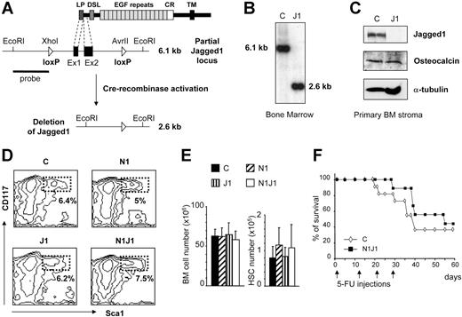 Figure 1. Characterization of mice with inducible inactivation of Jagged1 in the bone marrow. (A) Schematic representation of the mouse J1 protein containing the leader peptide (LP), the Delta, Serrate, Lag-2 (DSL) domain, and epidermal growth factor (EGF)–like repeats, followed by a cystein-rich domain (CR) and a transmembrane domain (TM). Part of the genomic organization of floxed Jagged1 is shown, indicating the first 2 coding exons (black boxes) flanked by loxP sequences (triangles) before and after induction of the Cre recombinase. (B) Southern blot analysis of genomic DNA derived from BM cells of littermate controls (J1lox/lox, LM control) and induced J1lox/loxMx-Cre mice showing a close-to-100% deletion efficiency. (C) Western blot analysis of J1 and osteocalcin expression using protein extracts derived from primary BM stromal cultures of LM controls and induced J1lox/loxMx-Cre mice. (D) Representative FACS analysis of HSCs defined by CD117 and Sca1 gated on Lin-, for BM cells derived from control, induced N1-/-, induced J1-/-, and induced N1-/- J1-/- double-deficient mice. (E) Absolute numbers ± SD of either total BM cells or HSC (lin-CD117+Sca1+) from control and indicated conditional knockout mice (n = 10 mice per group). (F) Survival curve of control (⋄) and N1/J1 double-deficient mice (▪) after 5-FU treatment. Arrows indicate 5-FU injections. Results were analyzed with a log-rank test and expressed as Kaplan-Meier survival curves (n = 11 for control and 9 for N1/J1-induced double knockouts, P = .468).