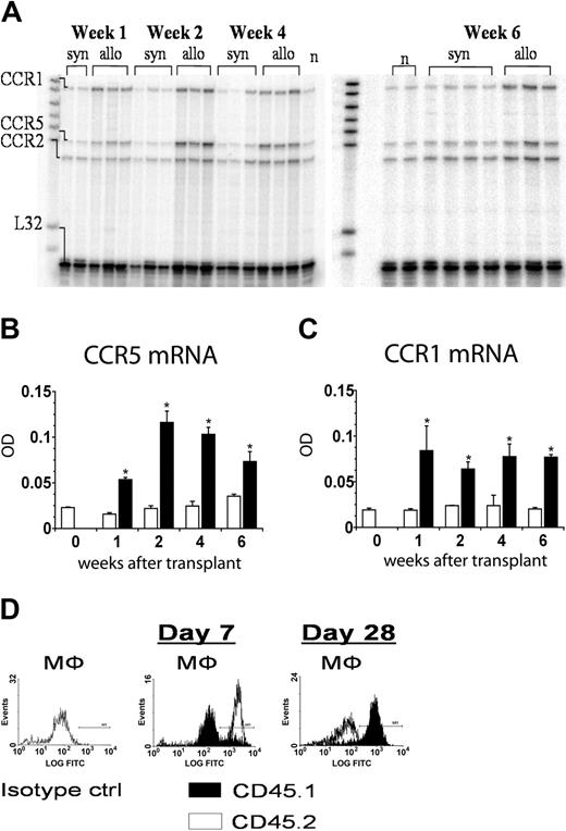 Figure 2. CCR5 and CCR1 mRNA expression is increased after allogeneic SCT and is associated with the influx of donor T cells and macrophages into the bronchoalveolar space. RNA was isolated from the lungs of animals on days 7, 14, 28, and 42 after transplantation, and CCR5 and CCR1 expression was determined by RNase protection assay as described in Figure 1. (A-C) Pulmonary CCR5 and CCR1 mRNA expression were significantly increased after allo-SCT at all time points when compared to syngeneic controls. On days 7, 14, and 28 after transplantation, BALF monocyte/macrophage chimerism was determined by flow cytometry using antibodies to CD45.1 (donor marker, ▪) and CD45.2 (host marker, □) and either forward-side scatter characteristics for pulmonary macrophages (D) or costaining for the F4/80 cell surface marker (data not shown). Data are presented as mean ± SEM; n = 3 to 10 animals per group; *P < .05, (▪, allogeneic) versus (□, syngeneic).