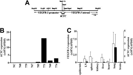Figure 1. Generation of kCYC+/- transgenic mice using murine VEGFR-3 promoter. (A) Construct design used for generation of mice. (B) kCYC-specific mRNA expression by real-time RT-PCR using lung tissue from different founder lines. (C) Real-time RT-PCR for VEGFR3 (□, left y-axis) and kCYC (▪, right y-axis) mRNA in different tissues (mean ± SD, n = 5). LN, lymph node.