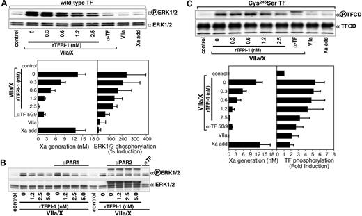 Figure 4. Inhibition of TF-dependent PAR2 signaling by rTFPI-1 in HUVECs transduced with TF and PAR2. HUVECs were cotransduced with virus encoding TF (50 particles/cell) and PAR2 (100 particles/cell) for 3 hours, then grown for 2 days, rendered quiescent in serum-free medium for 5 hours, and pretreated with anti-PAR1 (WEDE-15, 20 μg/mL; ATAP-2, 10 μg/mL), polyclonal rabbit anti-PAR2 (200 μg/mL), the indicated concentrations of rTFPI-1, or 50 μg/mL anti-TF exosite antibody 5G9 prior to stimulation with VIIa (10 nM) and X (100 nM) or with Xa added at 1, 3, 5, 7, and 9 minutes (5, 2, 1, 1, and 1 nM, respectively) for 10 minutes. (A) Representative Western blot and densitometric quantitation of inhibition of VIIa/X-induced ERK1/2 phosphorylation by rTFPI-1 or 5G9 antibody. The left panel shows Xa activity in the supernatant at 10 minutes and the right panel the fold induction of ERK1/2 phosphorylation; mean ± SD (n = 3). (B) Preincubation with anti-PAR1 or anti-PAR2 demonstrates that TF initiation phase-mediated ERK1/2 phosphorylation is PAR2 dependent. (C) TF cytoplasmic domain (TFCD) phosphorylation was determined in cells transduced under identical conditions as in panel A with a palmitoylation-deficient mutant of TF (Cys245-Ser TF) and treated as described. Representative Western blot for dose-dependent inhibition of TF cytoplasmic domain phosphorylation by rTFPI-1. In the bottom graph, the left panel indicates Xa activity by chromogenic assay at 10 minutes; the right panel, densitometric quantification of TF phosphorylation given as fold increase over control; mean ± SD (n = 3).
