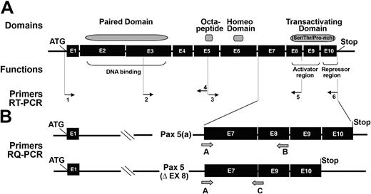 Figure 1. Functional regions and cDNA structures of 2 Pax-5 isoforms. (A) Annealing positions of primers used in RT-PCR, described in Table 1 as 1, 2, etc. (B) Schematic representation of the C-terminal domain of Pax-5a and Pax-5/Δ-Ex8 spliced form displaying positions of primers used in QRT-PCR, described in Table 1 as A, B, etc.