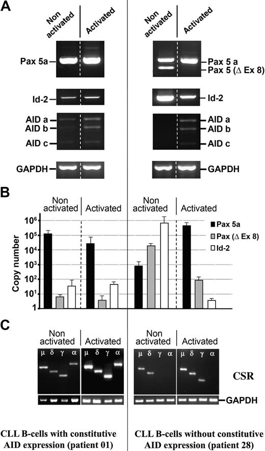 Figure 4. Expression profile of Pax-5a, Pax-5/Δ-Ex8, Id-2, AID, and switch transcripts in CLL B cells before and after stimulation with CD40L+IL-4. (A) Purified B cells from CLL patients 01 and 28 were stimulated in vitro with CD40L+IL-4 molecules, and amplification of Pax-5, Pax-5/Δ-Ex8, Id-2, AID, and GAPDH was analyzed. Splicing variants of the AID gene described in a previous work24 are labeled a, b, and c. (B) Quantification of Pax-5a (▪), Pax-5/Δ-Ex8 (▦), and Id-2 transcripts (□) before and after CD40L+IL-4 stimulation. All amplifications were normalized to GAPDH mRNA and the gene copy number was calculated. (C) CSR analysis by RT-PCR. Amplifications of purified B cells from activated and nonactivated CLL patients (nos. 01 and 28) using Ig isotype–specific primers are depicted.