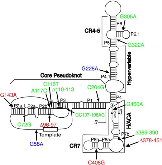 Figure 1. Schematic depiction of the predicted secondary structure of hTERC. This schematic depiction is as proposed by Chen et al.2 The 8-base template sequence (rectangle) and other structural features are indicated, including the core, CR4-CR5, box H/ACA, and CR7 domains, and the hypervariable paired region. Mutations associated with DC are indicated in red; those associated with AA, MDS, or PNH are in green. The G228A and G58A variants (in blue) are fully active in vitro (Fu and Collins,17 Marrone et al,27 and the present study) and also found in healthy individuals, and may be functionally inconsequential. Δ denotes nucleotide deletion (see Figure 2A for details). Nucleotide deletions are indicated by thick lines, whereas boxed regions show a large deletion that completely removes the sequences of the box H/ACA and CR7 domains.