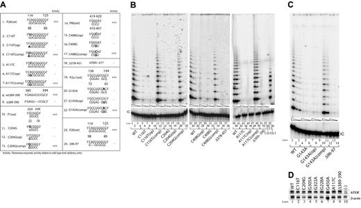 Figure 2. Disease-associated mutations located in the core domain or the box H/ACA and CR7 domains abolish telomerase activity. (A) Telomerase enzymatic activities as determined in VA13+hTERT cells for naturally occurring hTERC mutations and their derivatives involving the core, box H/ACA, and CR7 domains. When the natural sequence variants are located within a paired region (eg, C116T), the nucleotides that are predicted to base-pair with them are also mutated to the complementary bases (eg, C116T(op)). The compensatory mutations (eg, C116T(comp)) are created in order to restore the helical structures. The sequence changes are indicated in bold. Telomerase activity of each mutant is expressed in comparison to that of the wild-type (wt) (+++, 20%-100%; ++, 2%-20%; +, 1%-2%; −, undetectable), based on 2 or 3 independent determinations. (B, C) Representative TRAP gels showing the relative telomerase enzymatic activities obtained from the representative substitution or deletion mutations and compensatory mutations. Serial 5-fold dilutions of the transfected cell lysates (indicated by triangles) were assayed for each sample to ensure linearity of the assay. Lane 54 shows a negative control composed of wild-type (WT) cell lysate denatured at 95°C for 5 minutes prior to assay. Lane 55 shows PCR products amplified from the non-hTERC control TSR8 DNA template supplied in the TRAP kit. Lane 56 shows cells transfected with the pcDNA3.1 vector control lacking the hTERC coding sequence. “IC” indicates PCR products amplified from an unrelated DNA template, which is included as an internal control for PCR amplification efficiency in each reaction. (D) Northern blot analysis of selected naturally occurring hTERC sequence variants expressed in transfected VA13+hTERT cells (top). Lane 10 shows RNA prepared from cells that were transfected with the pcDNA3.1 vector lacking the hTERC coding sequence. Cellular β-actin mRNA (bottom) was assayed in parallel.