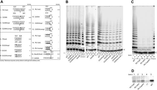 Figure 3. Mutations of the hypervariable region or the CR4-CR5 or box H/ACA domains show variable degrees of telomerase activity. (A) Telomerase enzymatic activity in VA13+hTERT cells expressing various hTERC variants involving the hypervariable paired region or the CR4-CR5 or box H/ACA domains. Natural sequence variants and engineered mutations are indicated in bold. The telomerase activity for each variant is expressed in comparison to that of the wild-type (+++, 20%-100%; ++, 2%-20%; +, 1%-2%; −, undetectable) based on 2 or 3 independent determinations. (B, C) Representative gels showing the relative telomerase enzymatic activities obtained from informative variants. Serial fivefold dilutions of the transfected cell lysates (indicated by triangles) were assayed for each sample to ensure linearity of the assay. Lanes 16 and 27 of panel B and lane 13 of panel C indicate negative controls in which the wild-type cell lysates were denatured at 95°C for 5 minutes before analysis. Lanes 17 of panel B and 14 of panel C show PCR products amplified from the control TSR8 DNA template supplied in the kit. Lanes 18 of panel B and 15 of panel C show cells transfected with the pcDNA3.1 vector lacking the hTERC coding sequence. (D) Northern blotting analysis of affinity-enriched telomerase complexes assembled in vitro using wild-type P6.1 stem (spanning TERC nucleotides 239 to 332) or its mutants. Telomerase RNA-protein complexes were first assembled in the rabbit reticulocyte lysates. The negative control (lane 4) was a lysate that received no hTERT expression vector.