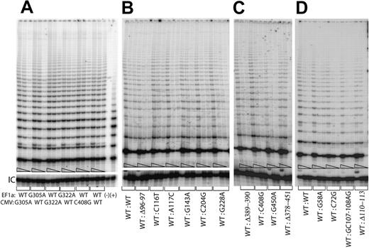 Figure 4. Telomerase enzymatic activity in VA13+hTERT cells simultaneously expressing various hTERC variants and the wild-type copy from a single pBud-CE 4.1 vector series. (A) While the wild-type hTERC copies are expressed from both the cellular EF1α and the viral CVM promoters, the mutated hTERC genes (ie, either the G305A or the G322A) are alternatively expressed from either the EF1α or the CMV promoter with respect to the wild-type hTERC copy. Serial 5-fold dilutions of the transfected cell lysates (indicated by triangles) were assayed for each sample to ensure linearity of the assay. (−) Telomerase function of an aliquot of the sample that expressed both wild-type copies was inactivated by denaturing the sample at 95°C for 3 minutes prior to assaying for telomerase enzymatic activity. (+) indicates PCR products amplified from the control TSR8 template supplied in the kit. Panels B, C, and D show telomerase activities of the wild-type hTERC gene expressed from the EF1α promoter in the same lysates that contained the individual hTERC variants expressed from the CMV promoter. “IC” indicates PCR products amplified from an internal control DNA template, which is used as internal control for PCR amplification efficiency in each reaction.