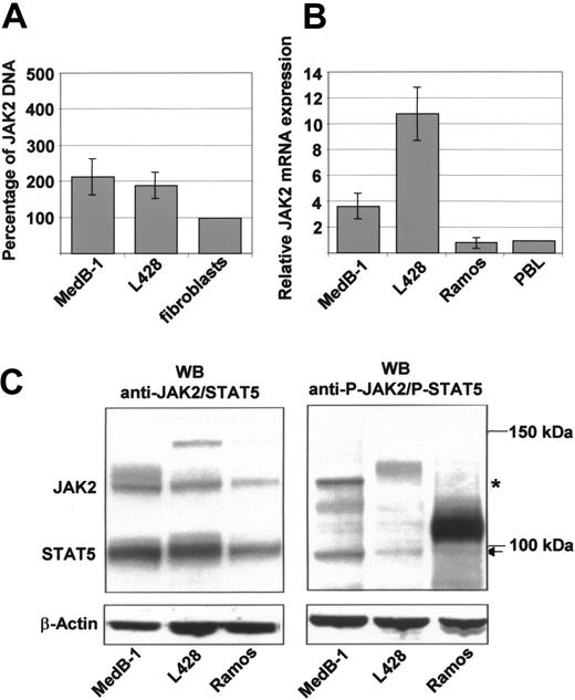 Figure 1. JAK2 gene amplification, JAK2 mRNA expression, and Western blot analysis. (A) JAK2 gene amplification in MedB-1 cells. DNA prepared from MedB-1 cells, L428 cells, and autologous fibroblasts from the parental tumor of MedB-1 was analyzed by real-time PCR with PCR primers specific for an DNA fragment within exon 5 of the JAK2 gene and normalized on β2-microglobulin gene exon 2. JAK2 DNA contents in MedB-1 and L428 are related to those in fibroblasts calculated as 100%. (B) JAK2 mRNA expression in MedB-1 cells, L428 Hodgkin cells, and Ramos cells. Expression is related to that in peripheral B-lymphocytes. Error bars indicate the standard deviation of 3 independent experiments. (C) Western blot analysis of JAK2/STAT5 and its phosphorylated forms. JAK2 and STAT5 protein expression and its phophorylation were measured in total protein extracts of MedB-1, L428, and Ramos cells by immunoblotting; 20 μg total protein was subjected per lane. JAK2/STAT5 and phospho-JAK2 (*)/phospho-STAT5 (←), respectively, were detected simultaneously with the appropriate antibodies; β-actin was used as loading control.
