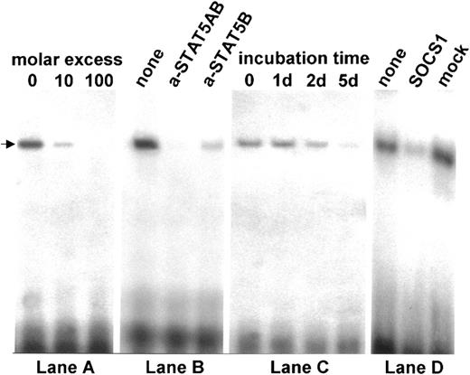 Figure 6. DNA binding of STAT5 in MedB-1 cells. EMSAs were performed using a 52P-labeled β-casein gene promoter region containing the STAT5 DNA binding motif and nuclear protein extracts from MedB-1 cells. Competition with unlabeled probe (lane A) and inhibition of complex formation by anti-STAT5 antibodies (lane B) demonstrate specificity of protein-DNA binding. (Lane C) EMSA on nuclear extracts from MedB-1 cells treated with 20 μM Tyrphostin AG490 indicates a very late effect on STAT5-DNA binding. (Lane D) EMSA on nuclear extracts from MedB-1 cells (none) and cells transfected with wt SOCS-1 (SOCS1) expression plasmid or mock plasmid (mock) for 48 hours. Wild-type SOCS-1 specifically reduces STAT5-DNA binding.