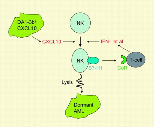 The role of B7-H1 in the connection of NK and T-cell immunity against tumor dormancy. Immunization by DA1-3b/CXCL10 cells activates NK cells and leads to expression of B7-H1. NK-associated B7-H1 activates T cells through an as-yet-unidentified counter-receptor (CoR). Activated T cells secrete cytokines such as interferon-γ to enhance NK activity, leading to destruction of dormant DA1-3b leukemia cells. These findings establish an important B7-H1 connection between innate and adaptive immunity.