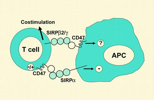 Possible effects of dual interactions between CD47-SIRPα and CD47-SIRPβ2 upon contact between T cells and APCs.