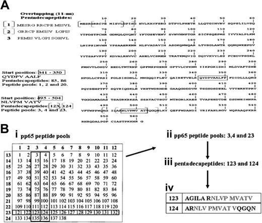 Figure 1. The pp65 protein and the overlapping pentadecapeptides. (A) The sequence of the pp65 protein, consisting of 561 amino acids and the principle of 11 amino acids overlapping pentadecapeptides are illustrated. The sequence of the first 3 pentadecapeptides with 11aa overlap each is highlighted. A total of 138 pentadecapeptides are required for overspanning the entire pp65 protein. As a result of the 11aa overlap, HLA-A*0201-restricted peptide NLVPMVATV (aa 495-503) is contained within the pentadecapeptides 123 (AGILA RNLVP MVATV) and 124 (ARNLV PMVAT VQGQN). The HLA-A*2402-restricted peptide QYDPVAALF (aa 341-350) is represented by the pentadecapeptides 85 (VELRQ YDPVA ALFFF) and 86 (QYDPV AALFF FDIDL). (B) The principle of pp65-derived peptide pools of overlapping pentadecapeptides. A total of 12 pentadecapeptides are contained within one peptide-pool (eg, pentadecapeptides 3, 15, 27, 39, 51, 63, 75, 87, 99, 111, 123, and 135 forming peptide pool 3) requiring a total of 24 pools overspanning the pp65 protein. Pentadecapeptides 123 and 124, containing the A*0201-restricted nonamer sequence NLVP MVATV, are found in peptide pools 3, 4, and 23.