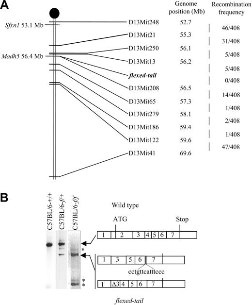 Figure 2. Genetic linkage map of the locus and molecular analysis of Madh5 transcripts in f/f, f/+, and control mice. (A) Linkage map of the f locus on mouse chromosome 13. The position of the markers on chromosome 13 according to NCBI m33 mouse genome assembly is indicated. The number of recombinants in each interval among the scored intercross F2 progeny is indicted at the right. The positions of Madh5 and Sfxn1 are shown. (B) The coding region of the Madh5 was cloned by RT-PCR of spleen RNA from the indicated mice. The arrows indicate the position of the wild-type and mutant mRNAs. The asterisk indicates a nonspecific background band. The exon structure of the wild-type and f/fmRNAs is indicated at the right. The f/fmouse shown here is an example of a mutant mouse that expresses very little wild-type Madh5 mRNA.