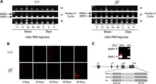 Figure 3. Analysis of BMP4 expression during the recovery from acute anemia. (A) RT-PCR analysis of BMP4 expression in C57BL/6-+/+ control (left) and C57BL/6-f/f (right) mice. Arrows indicate the positions of the BMP4-specific band and the hypoxanthine guanine phosphoribosyl transferase 1 (HPRT) control band and the number of PCR cycles is indicated at the right. (B) Spleen sections from C57BL/6-+/+ (top row) and C57BL/6-f/f (bottom row) mice stained with anti-BMP4 antibodies at the indicated times following PHZ-induced acute anemia. BMP4 staining was visualized using an Olympus FV300 confocal laser scanning microscope equipped with a UPLANFL 100×/0.3 objective lens (Olympus, Melville, NY). Images were acquired using Fluoview version 4.3 software (Olympus). (C) RT-PCR analysis of BMP4 expression in MSS31 spleen stromal cells grown at normoxic (20%) and hypoxic (6%) conditions (top). The position of the putative hypoxia-inducible element in the BMP4 gene is indicated and an alignment of this sequence from mouse, human, and rat is presented (bottom).