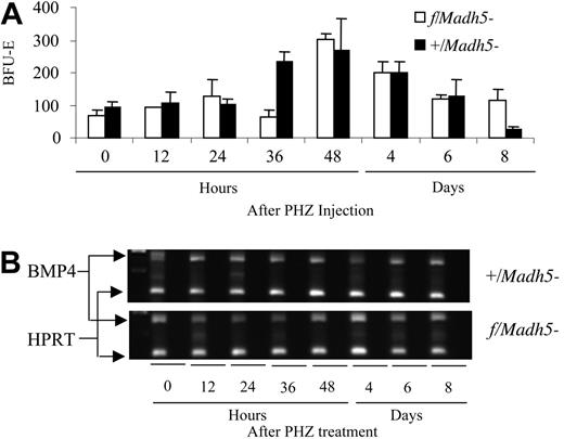 Figure 5. Analysis of the recovery from acute anemia in f/Madh5– and+/Madh5– mice. (A) Analysis of the expansion of stress BFU-Es in the spleen of C57BL/6-f/Madh5– (□) and C57BL/6-+/Madh5– mice (▪). Spleen cells were plated in methylcellulose media containing 3 U/mL Epo. (B) Expression of BMP4 in the spleen of C57BL/6-f/Madh5– and C57BL/6-+/Madh5– mice. The BMP4 and HPRT control bands are indicated by the arrows. These results are from 25 cycles of PCR. Error bars represent SEM.