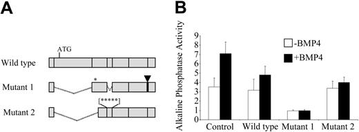 Figure 6. Analysis of the effect of overexpression of the f mis-spliced Madh5 mRNAs on BMP4 signaling in W-20-17 osteoblast cells. (A) Schematic representation of the f mis-spliced Madh5 mRNAs and control Madh5 mRNA. The position of the endogenous ATG is indicated in the wild-type mRNA. The asterisks indicate the positions of putative in-frame ATGs in the mis-spliced mRNAs. The arrowhead indicates the 12-nucleotide insertion between exons 6 and 7. (B) Induction of alkaline phosphatase activity by BMP4 in control W-20-17 cells and W-20-17 cells expressing wild-type or mis-splice Madh5 mRNAs. Alkaline phosphatase activity was normalized to protein concentration and expressed in relative units. Error bars represent SEM.