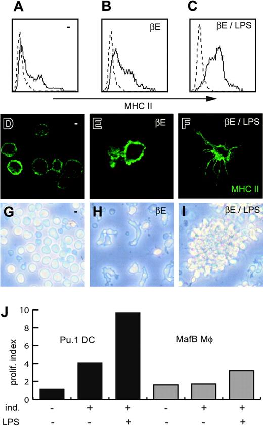 Figure 3. PU.1-induced DCs are capable of maturation in response to LPS. E26ts21-PUER clones were cultured for 72 hours in the absence (A,D,G) or presence (B,E,H) of 1 μM βE, or treated for the last 48 hours with 10 ng/mL LPS in addition (C,F,I). (A-C) FACS analysis of MHCII expression on the cell surface. (D-F) Immunofluorescence detection of MHCII by confocal microscopy. Note weak surface expression and round morphology of myeloblasts (D), lysosomal MHCII vesicles in veiled immature DCs (E), and strong surface expression on prolonged membrane protrusion (×40) typical of mature DCs (F). Images in panels D-F were obtained using a Zeiss Axiovert-200 confocal microscope equipped with a 63×/1.4 objective lens and an integrated camera (Zeiss, Jena, Germany). LSM 510 version 3.2 software was used for image acquisition. Contrast and exposure were enhanced through Adobe Photoshop 5.0 using equal treatment on all panels. (G-H) Phase-contrast images of the cells in culture were obtained with a confocal Zeiss Axiovert 200 microscope equipped with a motorized 63×/1.4 objective lens. Images were acquired with LSM10 software version 3.2 (Zeiss, Jena, Germany). Note the formation of clusters typical of DC maturation after LPS stimulation (I). (J) Mixed lymphocyte reaction with PUER (▪) or MafB clones (▦) induced (ind.) to differentiate by βE addition or temperature shift, respectively, and in the absence or presence of LPS stimulation as indicated, at a stimulating cell–splenocyte ratio of 0.3 and expressed as proliferation index. Data are representative of 3 independent experiments.