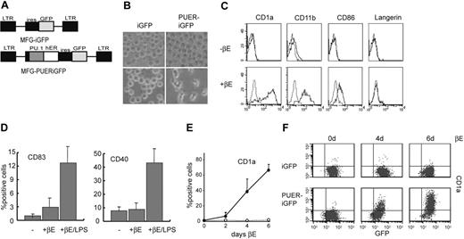 Figure 4. Activation of PU.1 in human promyelocytic cells is instructive for DC fate in the absence of cytokines. Human HL-60 cells were infected with a PUER-expressing (MFG-PUERiGFP) or control retrovirus (MFG-iGFP) and individual clones were isolated (“Materials and methods”). (A) Schematic representation of used retroviral vectors. The constructs are based on an MFG vector containing an IRES-eGFP cassette. LTR indicates long terminal repeat; hER, human estrogen receptor hormone binding domain. (B) Phase contrast images of HL-60 clones expressing PUERiGFP or iGFP control retroviruses and cultured for 6 days in the absence (-βE) or presence (+βE) of 1 μM βE. (C) FACS analysis of surface antigens CD1a, CD11b, CD86, and Langerin on an HL-60 clone expressing PUERiGFP and cultured for 6 days in the absence (-βE) or presence (+βE) of 1 μM βE. (D) HL60PUER clones were induced by 1 μM βE treatment to differentiate into DCs for 48 hours then cultured in the presence or absence of 20 ng/mL LPS for an additional 48 hours under the continuous presence of βE. Expression of the activation antigens CD40 and CD83 was analyzed by FACS. The average percentage of positive cells of 6 independent clones was plotted. Error bars indicate standard error of the mean. (E) Kinetics of DC differentiation after βE treatment. PUERiGFP-expressing clones were cultured in the absence (○) or presence (▪)of1 μM βE and stained for the expression of CD1a at the indicated time points after treatment. The average percentage of CD1a-positive cells of 4 independent clones was plotted. Error bars indicate standard error of the mean. (F) FACS profiles of CD1a and GFP expression in an iGFP and PUERiGFP HL-60 clone stimulated for the indicated number of days with 1 μM βE.