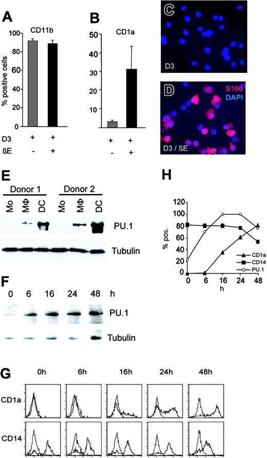 Figure 5. PU.1 activation redirects monocytic differentiation toward DC fate. Monocyte/macrophage differentiation of HL-60 PUER clones was induced by treatment with 100 nM 1α,25-dihydroxyvitaminD3 (D3) for 20 hours. Results are representative of 2 separate experiments with 4 independent clones. (A-B) HL-60 PUER monocyte clones were either stimulated (+; ▪) or not stimulated (–; ▦) for 5 days with 1 μM βE in the continuous presence of D3. Cells were analyzed for the expression of CD11b (A) and CD1a (B) by FACS. The average for 4 independent clones is shown. Error bars indicate standard error of the mean. (C-D) Unstimulated (C) or 5-day βE-stimulated (D) HL-60 PUER monocytes maintained in the continuous presence of 100 nM D3 were analyzed for the expression of S100 protein by immunofluorescence with Alexa Red secondary antibody. Nuclei were counterstained with DAPI. (E) Primary human monocytes (Mo) were differentiated to macrophages (MΦ) or DCs with M-CSF or GM-CSF and IL-4, respectively. Western blot analysis for PU.1 expression was performed on total cell extracts from 2 different donors after 7 days of culture. (F) Monocytes were subjected to DC differentiation conditions as in panel E, collected at different time points of culture, and analyzed for expression of PU.1 by Western blot. Tubulin expression was used as internal control for protein concentration of Western extracts in panels E and F. (G) Monocytes in panel F were analyzed for expression of the DC marker CD1a and the monocyte/macrophage marker CD14 antigens by FACS staining. (H) Kinetics of CD1a, CD14, and PU.1 levels during monocyte-to-DC differentiation. CD1a (▴) and CD14 (▪) are represented as percent positive cells and PU.1 levels (○) as percent of maximal expression (16 hours) normalized to tubulin.