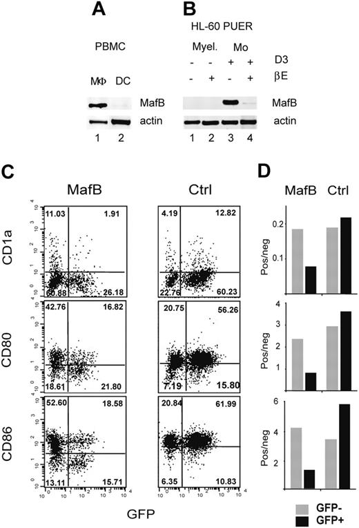 Figure 6. MafB repression is required for DC differentiation. (A) MafB expression was monitored by RT-PCR in blood PBMC-derived macrophages (MΦ) and DCs. Data are representative of at least 2 separate experiments; actin RT-PCR was used as a normalization control. (B) MafB expression was monitored by RT-PCR in untreated promyelocytic HL-60 PUER clones (Myel) (lane 1) or differentiated to DC by βE treatment (lane 2), monocytic HL-60 PUER clones (Mo) cultured in the presence of D3 in the absence of βE (lane 3), or redirected to DC fate by βE-induced PU.1 activation (lane 4). Culture conditions were as described for Figure 5. (C-D) Constitutive MafB expression inhibits DC differentiation. FACS analysis of CD1a, CD80, and CD86 DC marker expression in GFP+ and GFP– cells of MFG-MafB-iGFP virus (MafB) or MFG-iGFP control viruses (ctrl) infected HL-60 cells 96 hours after induction of DC differentiation with 200 ng/mL A23187 calcium ionophore (C). Percentages of positive cells per quadrant are indicated. Differential DC marker expression in infected (GFP+, ▪) and uninfected (GFP–, ▦) cells was plotted as ratio of positive-to-negative cells for MafB virus and control virus-infected cultures (D).