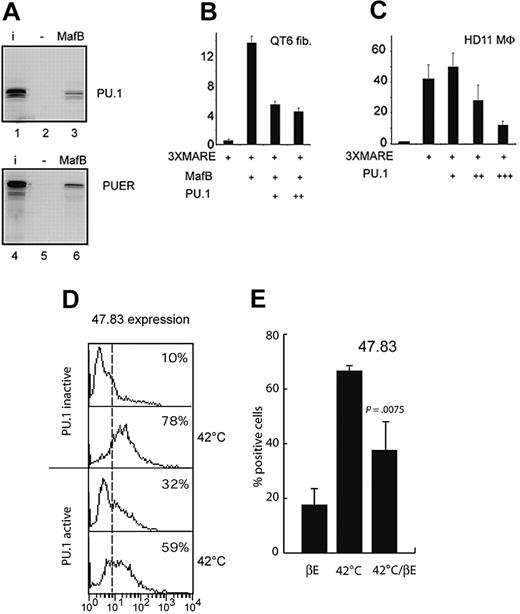 Figure 7. PU.1 binds to MafB and inhibits its activity. (A) Analysis of PU.1 interaction with MafB in GST pull-down assays. In vitro–translated 35S-methionine-labeled PU.1 (lanes 1-3) or PUER (lanes 4-6) were incubated with an affinity matrix-bound GST-fusion protein of full-length MafB (lanes 3 and 6) or GST only control (lanes 2 and 5), washed, resuspended in sodium dodecyl sulfate (SDS) sample buffer, and analyzed by sodium dodecyl sulfate–polyacrylamide gel electrophoresis (SDS-PAGE) and autoradiography. (B) Effect of PU.1 on MafB transactivation activity. QT6 fibroblasts were cotransfected with 0.5 μg of a synthetic luciferase reporter construct containing 3 multimerized Maf response elements (3xMARE), 0.25 μg MafB expression construct, and 0.25 μg(+)or0.5 μg(++) PU.1 expression construct as indicated. (C) Effect of PU.1 on endogenous Maf transactivation activity in macrophages. HD11 macrophages (MΦ), expressing high levels of endogenous MafB39, were cotransfected with 0.5 μg of a synthetic luciferase reporter construct containing 3 multimerized Maf response elements (3xMARE), and 0.25 μg (+), 0.5 μg (++), or 1 μg (+++) PU.1 expression construct as indicated. Luciferase activities are expressed as fold activation over a reporter containing no response elements. Assays were performed in duplicate, normalized to β-galactosidase activity, and filled up with empty expression vector to a constant amount of expression plasmid. Error bars indicate standard error of the mean. Data are representative of at least 2 separate experiments. (D) PU.1 represses MafB-mediated macrophage differentiation. E26ts21-PUER clones were either treated (PU.1 active) or not (PU.1 inactive) with 1 μM βE for 48 hours, then shifted to 42°C or continued to be cultured at 37°C for an additional 48 hours. Expression of the macrophage-specific marker 47.83 was analyzed by FACS. (E) E26ts21-PUER clones were simultaneously treated with 1 μM βE and shifted to 42°C for 48 hours (42°C/βE) and compared to controls grown with βE or at 42°C only by FACS analysis for expression of 47.83. Results represent the average of at least 3 different clones. Error bars indicate standard error of the mean, and the statistical significance of the effect of 1 μM βE at 42°C is indicated.