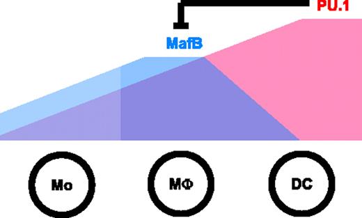 Figure 8. Model of DC versus macrophage fate specification by PU.1 and MafB. Both MafB and PU.1 levels increase during differentiation to monocytes and macrophages, which tolerate the co-expression of MafB with low or moderate levels of PU.1. At high levels, however, PU.1 represses MafB and triggers DC fate.