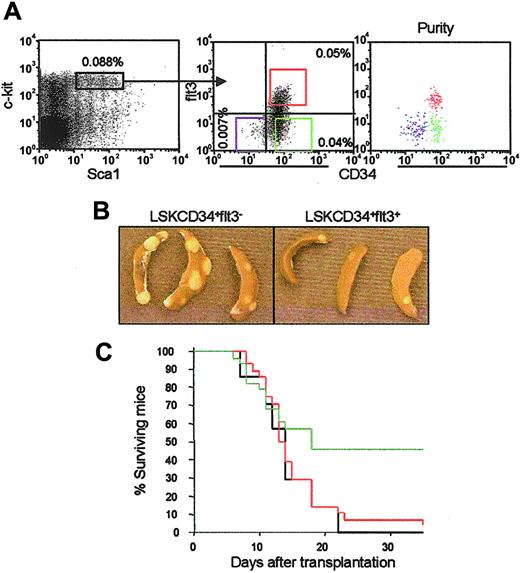 Figure 1. Distinct CFU-S and radioprotective potentials of LSKCD34+flt3– and LSKCD34+flt3+ ST-HSCs. (A) Lin– BM cells expressing high levels of c-kit and Sca-1 (left panel) were investigated for expression of CD34 and flt3 (middle panel). Percentages indicate frequencies (mean of 8 independent experiments) within total BM of LSKCD34–flt3– (lower left quadrant), LSKCD34+flt3– (lower right quadrant) and LSKCD34+flt3+ (upper right quadrant) cells. Boxes denote the sorting strategy used for each of the populations. Cells used in these studies were double or triple sorted, always resulting in 98% or higher purity (right panel). (B) Representative appearance of CFU-Sd11 colonies derived from LSKCD34+flt3– and LSKCD34+flt3+ cells. Note the reduced number as well as average size of LSKCD34+flt3+-derived CFU-S colonies. Images were obtained with a Nikon Coolpix 995 digital camera (Nikon, Tokyo, Japan). (C) Lethally irradiated mice were given transplants with 500 LSKCD34+flt3– (green) or LSKCD34+flt3+ (red) cells, and subsequently monitored daily for survival. Mice receiving no cells but injected with phosphate-buffered saline (PBS) served as negative controls (black). Results are from 2 experiments in which a total of 28 mice underwent transplantation in each group.