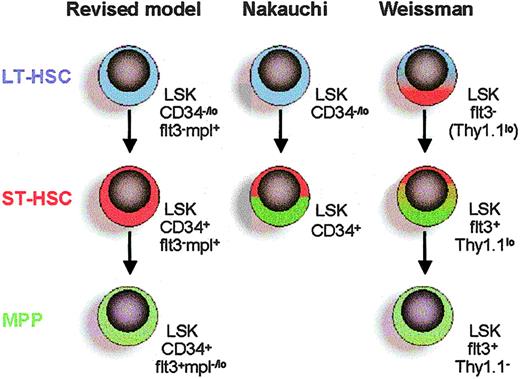 Figure 6. Revised model of Lin–Sca1+kithi HSC hierarchy based on differential expression of CD34, flt3, and c-mpl. LT-HSCs (blue) differentiate into ST-HSCs (red) with reduced self-renewing capacity but enhanced ability to rapidly reconstitute myelopoiesis. The ST-HSC gives rise to a multipotent progenitor (MPP; green) with sustained lymphomyeloid potential, but that on transplantation rapidly and preferentially reconstitutes lymphopoiesis rather than myelopoiesis. Direct comparisons are made with 2 previous key studies on LT-HSCs and ST-HSCs.7,17 Nakauchi and coworkers7 defined ST-HSCs as LSKCD34+ cells, without further subfractionation. Weissman and coworkers17 defined LT-HSCs as LSKflt3–, which the present studies show can be subfractionated into LSKCD34–flt3– LT-HSCs and LSKCD34+flt3– ST-HSCs. In addition, the population of LSKflt3+Thy1.1lo ST-HSCs17 is likely to overlap with the population of LSKCD34+flt3+ MPPs. Expression of c-mpl (TPO receptor) of different subpopulations is based on the present studies of TPO responsiveness and previous studies of c-mpl expression on HSCs.25