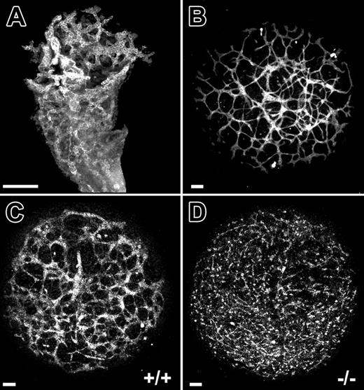 Figure 2. VE-cadherin–null allantois explants fail to undergo normal vascular morphogenesis in culture. (A) PECAM-immunolabeled allantois from a normal 8.5-dpc mouse embryo. (B) PECAM-immunolabeled allantois explant that was derived from an 8.5-dpc normal mouse embryo and cultured for 18 hours. (C-D) PECAM-immunolabeled allantois explants from 8.5-dpc VE-cadherin+/+ (C) and VE-cadherin–/– (D) embryos after 18 hours of culture. The interconnected networks of PECAM+ cells evident in wild-type explants (C) are absent in the VE-cadherin–/– explants (D) and are replaced by isolated clusters of PECAM+ cells. Bars equal 100 μm. All panels are confocal images.