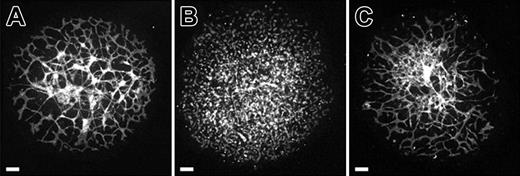 Figure 3. VE-cadherin function-blocking antibody treatment phenocopies vascular anomalies observed in genetic VE-cadherin deficiency. (A-C) Confocal images of PECAM-immunolabeled allantois explants from normal 8.5-dpc embryos following 18 hours of culture in control medium (A), control medium plus BV13 monoclonal antibody (24 μg IgG/mL; B), or BV14 monoclonal antibody (24 μg IgG/mL; C). The interconnected networks of PECAM+ cells evident in control explants (A) are absent in the BV13-treated explants (B). Instead, only isolated clusters of PECAM+ cells are present. Note that a dose-response series was performed using BV13 IgG and showed a moderate effect at 8 μg IgG/mL and no effect at 3 μg IgG/mL. In contrast to BV13, treatment with BV14 had only a modest effect on allantois explant vascularization (compare panels A and C) when added at concentrations identical to that of BV13 (24 μg IgG/mL) or when added at double the concentration (50 μg IgG/mL) at which BV13 treatment caused the complete dysmorphogenesis of blood vessels. Bars equal 100 μm.