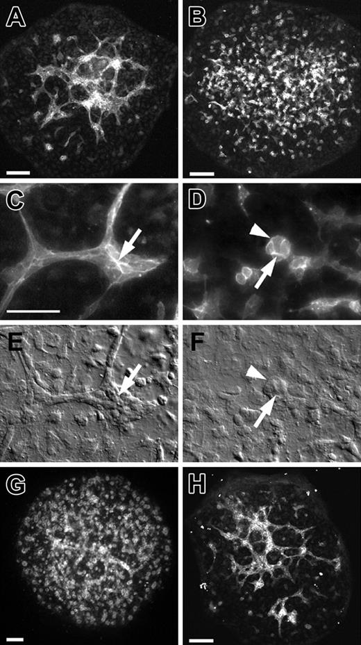 Figure 6. VE-cadherin function-blocking antibody treatment disrupts vascular morphogenesis in the 7.8-dpc allantois explant culture model. (A-D) PECAM-immunolabeled allantois explants from 7.8-dpc embryos following 18 hours of culture in control medium (A,C) or BV13 monoclonal antibody (24 μg IgG/mL; B,D). Arrows (C, control; D, BV13-treated) indicate PECAM deposition at cell-cell junctions. (E-F) DIC images of the same regions of the explants depicted in panels C and D, respectively. Arrowheads in panels D,F indicate a PECAM+ cluster of cells resulting from BV13 treatment. (G-H) PECAM-immunolabeled allantois explants from 7.8-dpc embryos following 18 hours of culture in Fab fragments of BV13 antibody (24 μg IgG/mL; G) or BV14 antibody (24 μg IgG/mL; H). Bars equal 50 μm. Panels A, B, G, and H are confocal images; C and D, epifluorescence images; and E and F, DIC images.