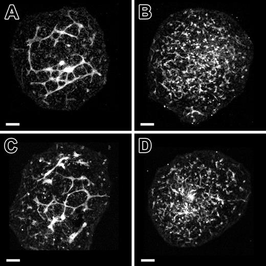 Figure 7. Initial events of vasculogenesis including the formation of nascent endothelial tubes are not dependent on VE-cadherin activity. (A-D) Confocal images of PECAM-immunolabeled 7.8-dpc allantoides cultured for 18 hours. (A-B) Cultured allantoides that were either untreated (A) or treated with BV13 monoclonal antibody (24 μg IgG/mL; B) for 18 hours. (C) An allantois that was exposed to BV13 for the first 9 hours of culture and then cultured for 9 hours in the absence of BV13. (D) An allantois that was cultured in the absence of BV13 for 9 hours and then cultured for 9 hours in the presence of BV13. Comparison of panels A and C demonstrates that the presence of the BV13 antibody had no discernible effect on de novo blood vessel formation. In contrast, following BV13 treatment, the blood vessels formed in the first 9 hours of culture (C) disassemble, forming disconnected clusters of PECAM+ cells (D). Bars equal 100 μm.