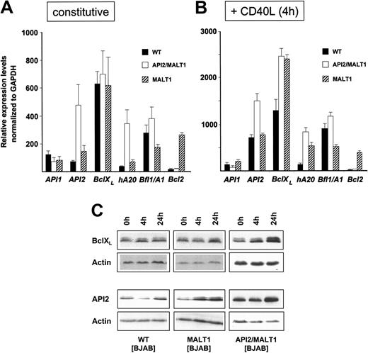 Figure 7. Constitutive and CD40-enhanced transcription of cytoprotective genes. (A) Quantitative PCR of cDNAs from unstimulated BJAB cells with no transgene (▪), API2-MALT1 (□), or MALT1 (▨). Relative expression levels were normalized to glyceraldehyde-3-phosphate dehydrogenase (GAPDH) mRNA expression. Standard deviation bars were obtained from 2 independent experiments, each performed in triplicates. (B) In parallel, the same cells were stimulated with cross-linked CD40L for 4 hours and total RNA was extracted for quantitative RT-PCR analyses. (C) BJAB cells with and without the transgenes were stimulated with CD40 ligand for 0, 4, or 24 hours, and 30 μg of lysate was charged per lane and immunoblotted for BclXL and API2.