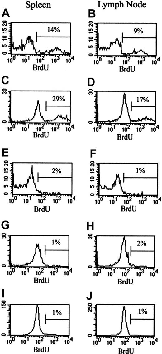 Figure 4. Effect of CY on in vivo proliferation of CD4+25+ and CD4+25- cells. Mice were injected intraperitoneally with 2 mg CY. Control mice received no CY. Treated and control mice were given BrdU water beginning at the time of injection. Mice were killed at either 24 or 48 hours, cell surface marker staining was performed on spleen and LN cells, and cells were stained for BrdU incorporation. (A-H) BrdU incorporation by CD4+25+ cells. (A) Spleen cells from control mice at 24 hours after CY administration. (B) LN cells from control mice at 24 hours after CY administration. (C) Spleen cells from control mice at 48 hours after CY administration. (D) LN cells from control mice at 48 hours after CY administration. (E) Spleen cells from CY-treated mice at 24 hours after CY administration. (F) LN cells from CY-treated mice at 24 hours after CY administration. (G) Spleen cells from CY-treated mice at 48 hours after CY administration. (H) LN cells from CY-treated mice at 48 hours after CY administration. (I-J) BrdU incorporation by CD4+25- cells. (I) LN cells from control mice after 48 hours. (J) Spleen cells from control mice after 48 hours. Percentages indicate the percent of BrdU+ cells. Horizontal bars are gates indicating what percent of cells are positive for BrdU+ cells.